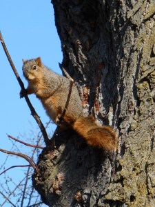 Neighborhood squirrel