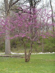 Red Bud in bloom