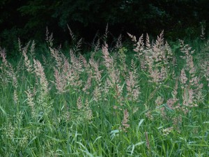 June grasses
