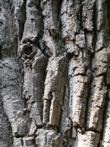 Grandmother Cottonwood