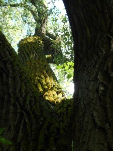 Grandmother Cottonwood, summer moss