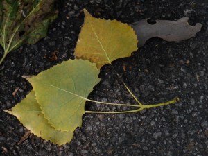 Golden cottonwood leaves