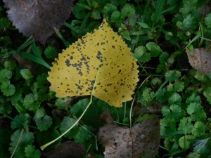 Cottonwood leaf