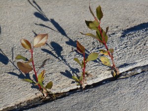 Tiny seedlings and concrete