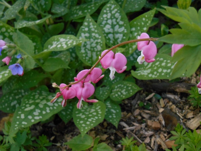 2016-04-25 16.48.27 - Copy (640x480)