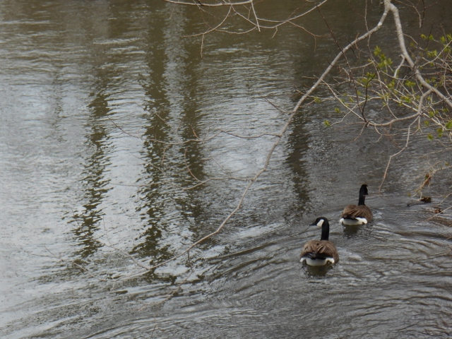 2016-04-10 11.38.40 (640x480)