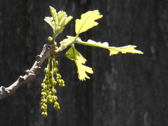 2016-04-25 11.20.25 (640x480) (640x480)