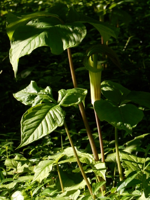 2016-05-13 08.59.02 (480x640)