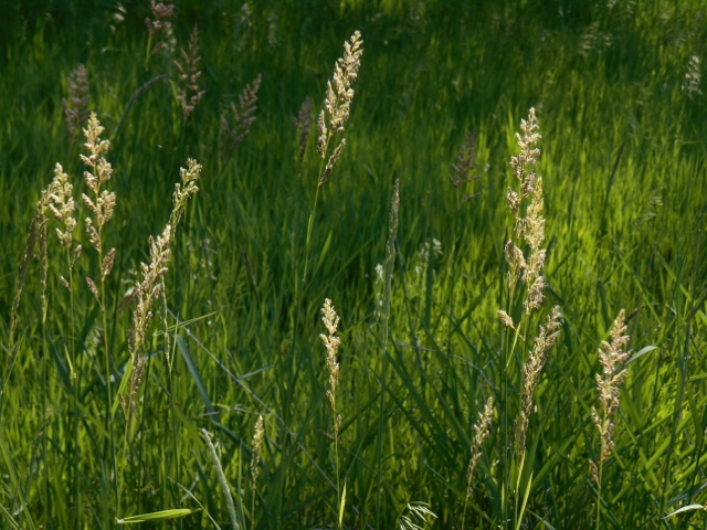 2016-05-30 10.30.48 (640x480)