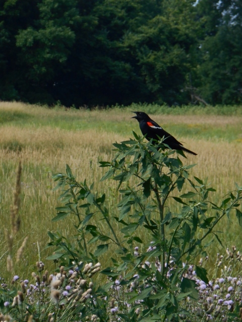 2015-07-04 10.17.09 (480x640)