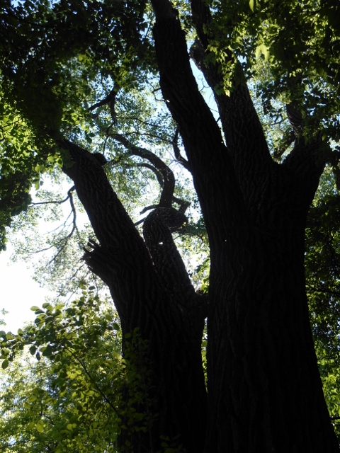 2016-05-29 10.45.20 (480x640)