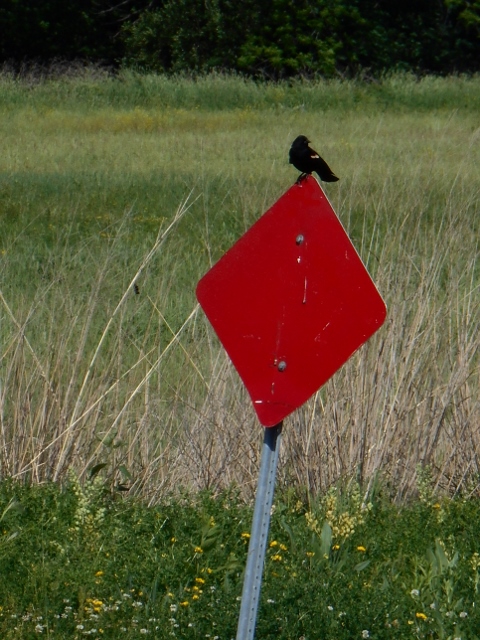 2016-05-30 10.36.53 (480x640)