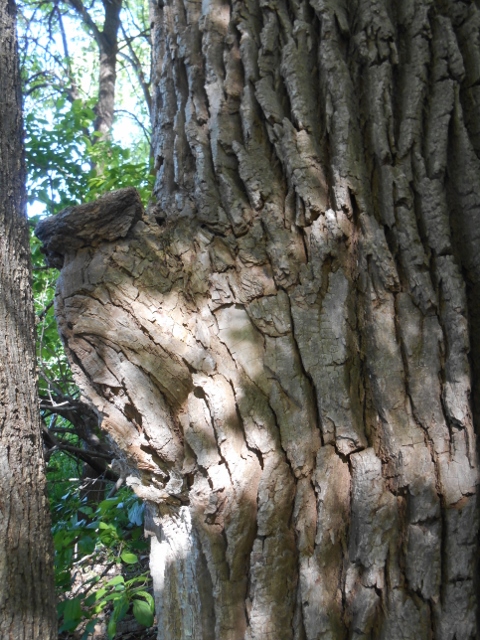 2016-05-12 09.35.40 (480x640)