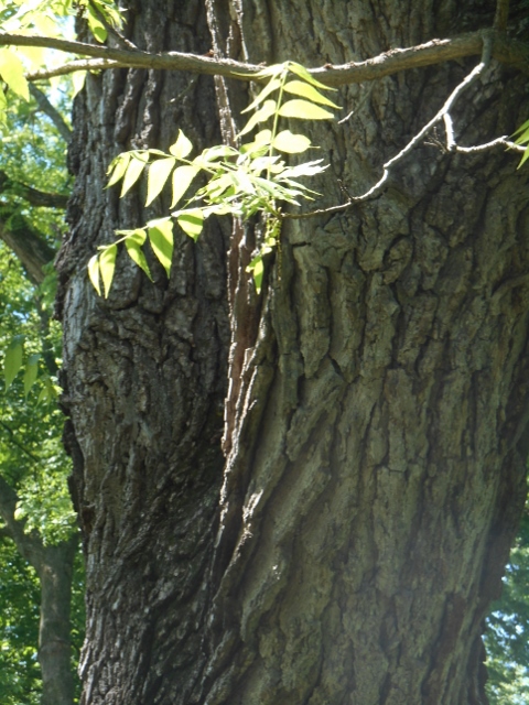 2016-05-30 10.55.25 (480x640)