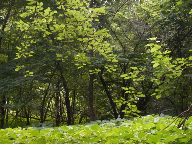 2015-07-09 09.38.47 (640x480)