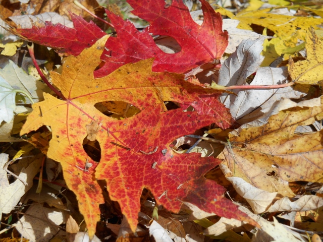 2015-10-21-14-51-21-640x480