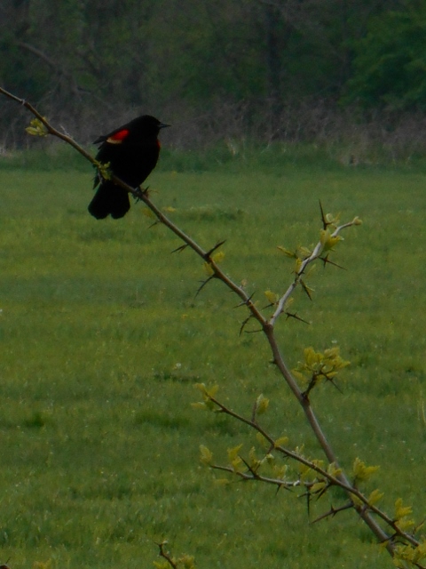 2016-04-26 10.32.06 (480x640)