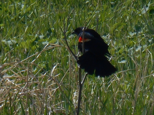 Red winged blackbird