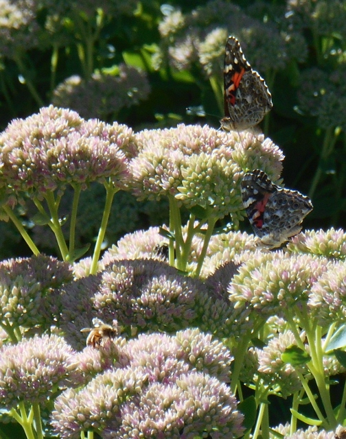 DSCN6534 - Copy (504x640)