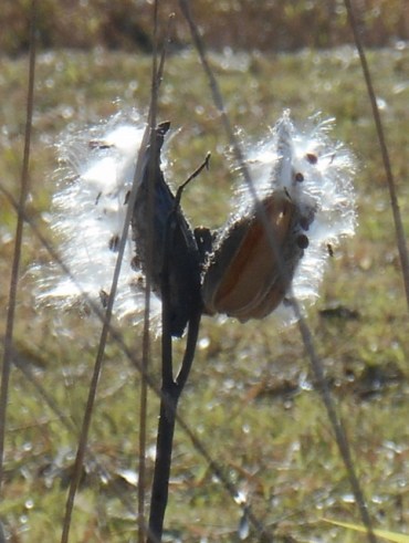 DSCN6945 - Copy (482x640)