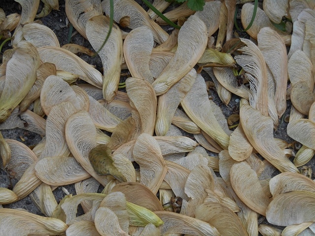 2016-05-12 17.04.47 (640x480)